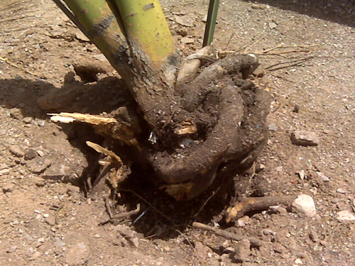 girdling-root-work-arizona