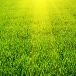 How Short Should Your Grass Be?