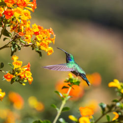 Which Desert Plants Are Good for Pollinators?