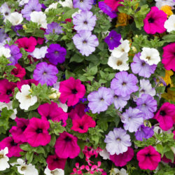 Choosing Plants for Tucson Winters