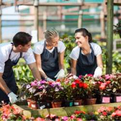 Plants That Can’t Handle Freezing Nights
