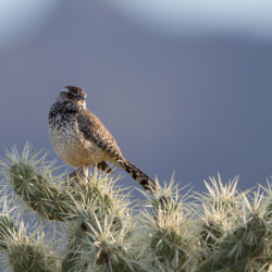 Birds That May Be Attracted to Your Desert Yard