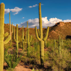 What You Need to Know About Caring for Cacti
