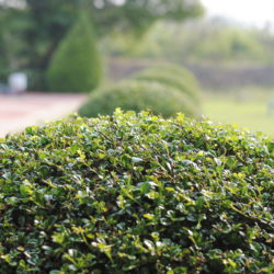 Shrub Maintenance 101