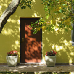 Creative Ways to Use Vines in Your Landscape