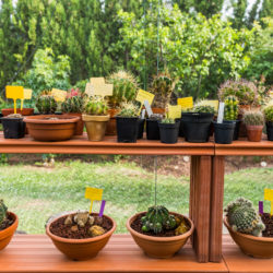 Common Types of Succulents to Use in Your Landscape