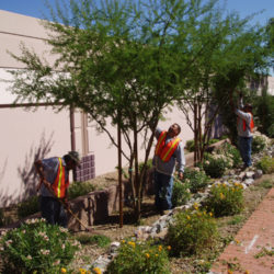 Tree Care in Arizona Summer: When to Trim, Water, and Protect Your Trees