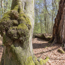 What Is Tree Canker Disease?
