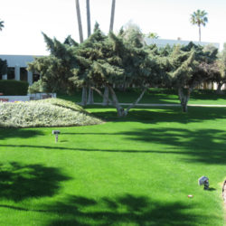 Best Types of Grass for Desert Climates