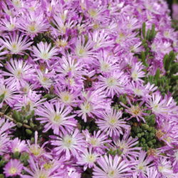 Your Desert Gardening Checklist for March