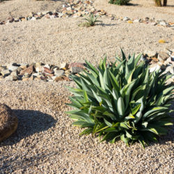 How Xeriscaping Can Help You Save Water