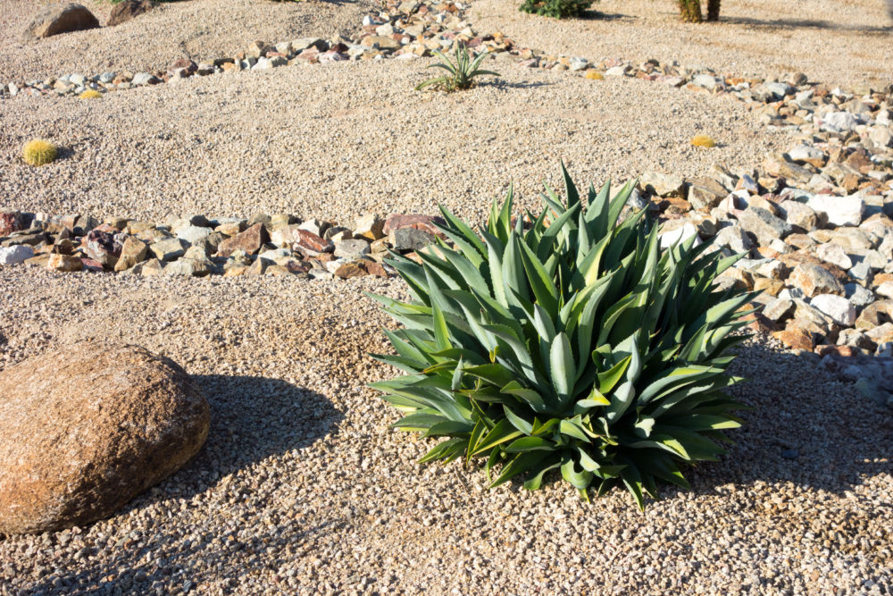 Desert landscaping with native drought tolerant Agave succulents, golden barrel cacti, natural boulder and rocks in Phoenix, Arizona